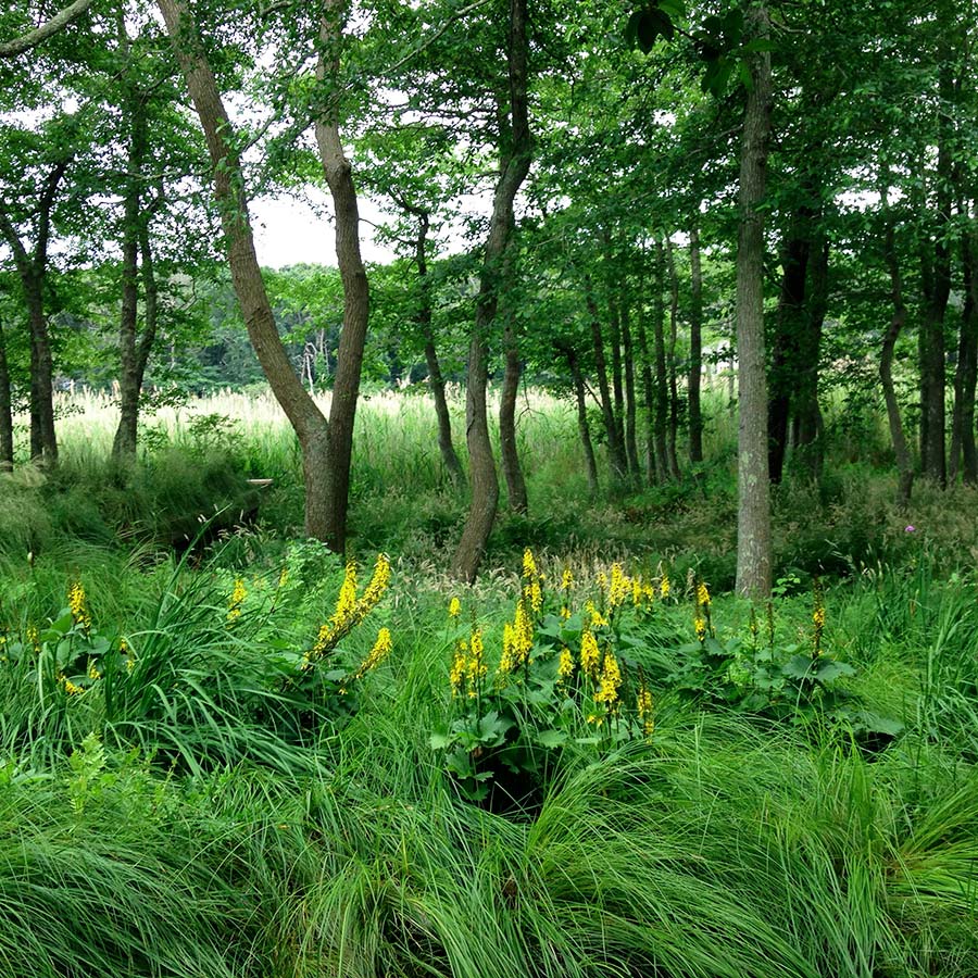 Wild Flowers and Tall Grass Around Trees