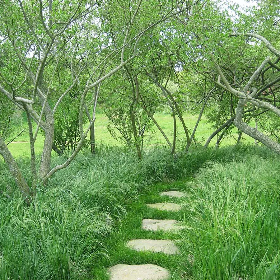 Wild grasses and trees frame a stone walkway.